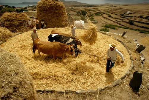 Threshing Floor